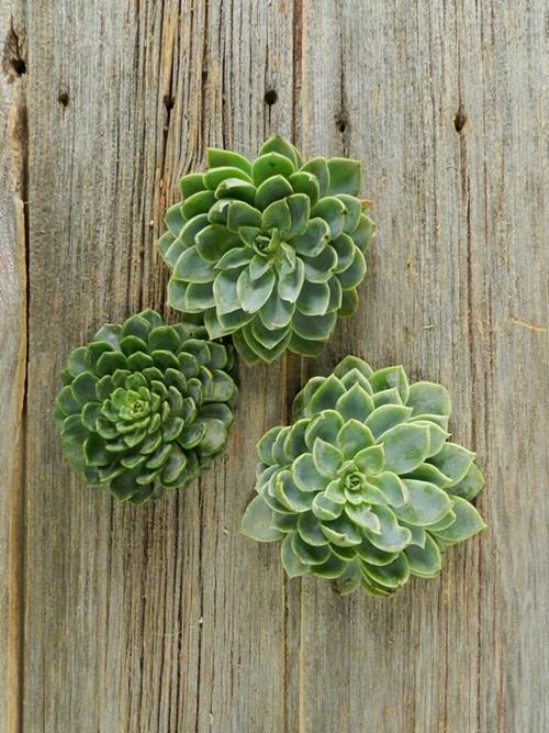 3-4  DIAMETER ASSORTED CUT  SUCCULENTS